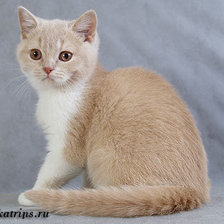 Схема вышивки «кремик»