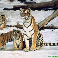 Схема вышивки «тигры»