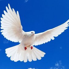 Схема вышивки «№1238582»