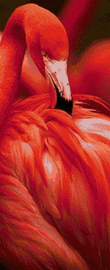 фламинго - птицы - предпросмотр