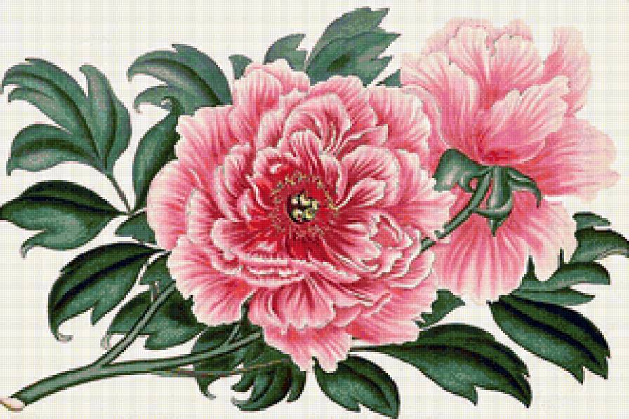 розовое чудо - ретро, пион, пионы, винтаж, розовые цветы - предпросмотр