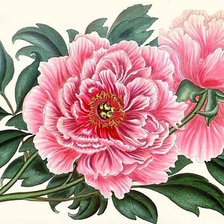 розовое чудо