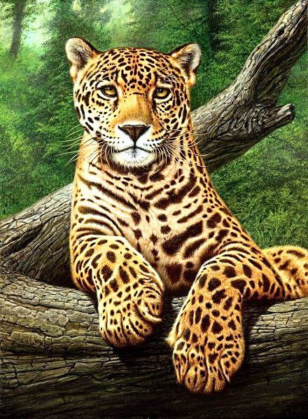 хозяин джунглей - ягуар, леопард, хищники - оригинал