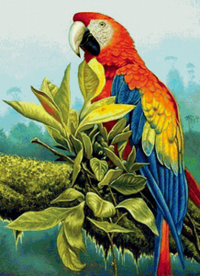 попугай - предпросмотр