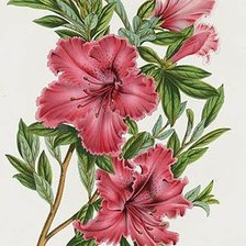 Схема вышивки «цветы»