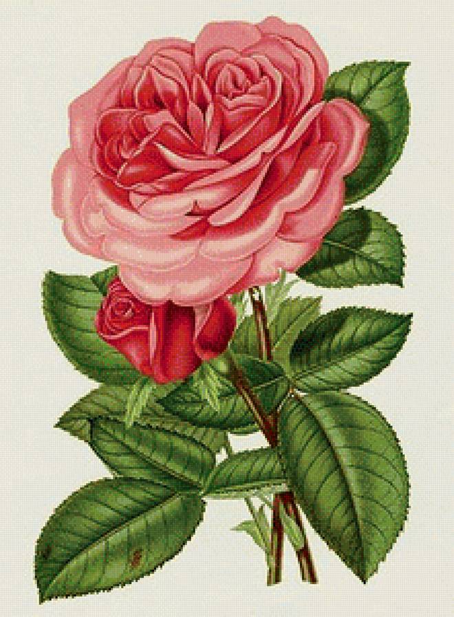 роза - цветок - предпросмотр