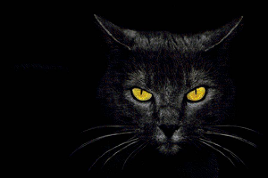 Черная кошка - кошка - предпросмотр