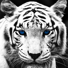 Схема вышивки «Белый тигр»