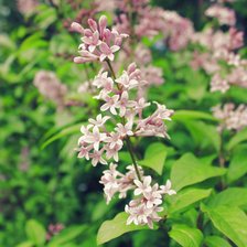 Схема вышивки «Кусты сирени»