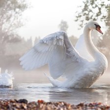 Схема вышивки «лебедь»