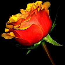 Схема вышивки «Желтая роза»