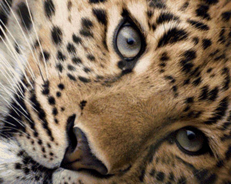 животные - природа, животные - предпросмотр