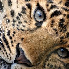 Схема вышивки «животные»