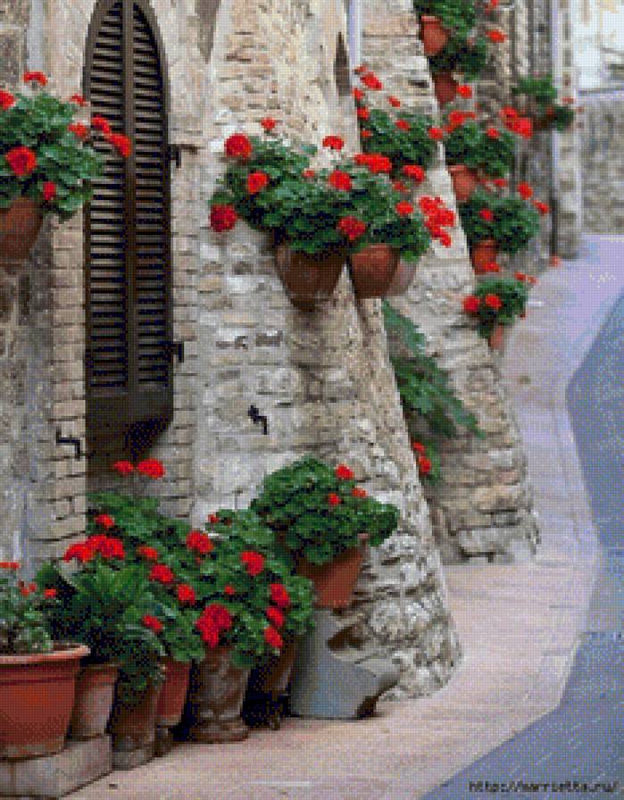 улица - герань - предпросмотр