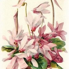 Схема вышивки «№1241326»