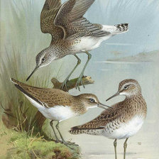 Схема вышивки «№1241443»