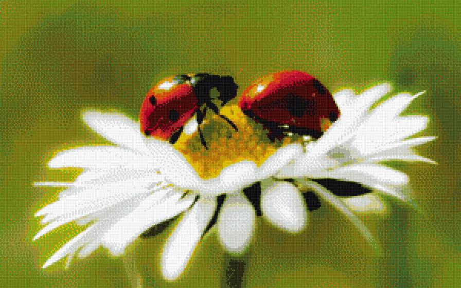 Божьи коровки - божьи коровки - предпросмотр