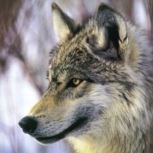 Схема вышивки «wolf1»