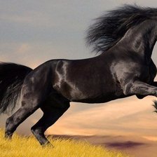 Схема вышивки «Вороной»