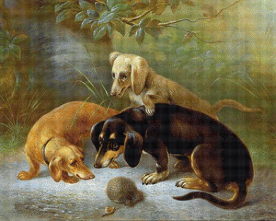 Неожиданная встреча - улитка, природа, животные, ежик, собаки - предпросмотр