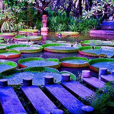 Схема вышивки «Виктория амазонская»