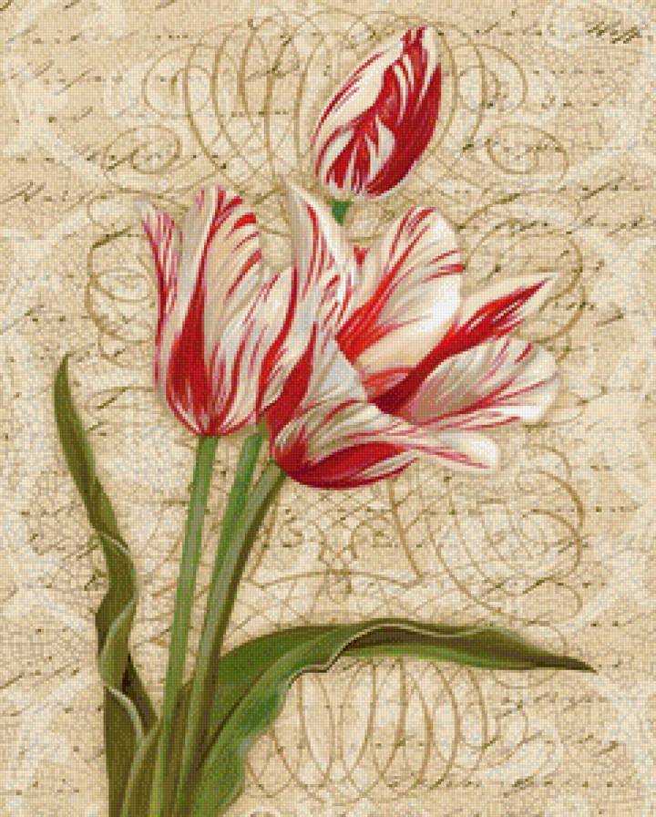 тюльпаны - цветы, тюльпаны, букет - предпросмотр