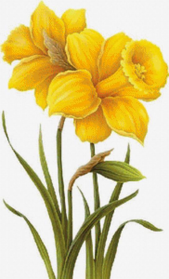 все оттенки желтого - цветы, нарциссы, букет - предпросмотр