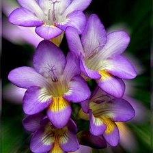 Схема вышивки «фрезия»