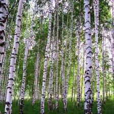 Березовая роща