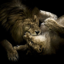 Схема вышивки «Лев и львица»