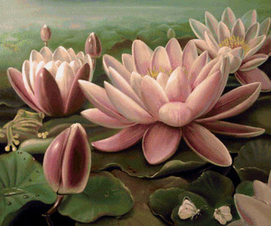 Розовая красота на воде - цветы, водяные лилии - предпросмотр