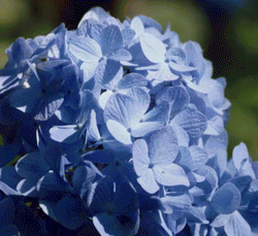 ГОРТЕНЗИЯ - гортензия - предпросмотр