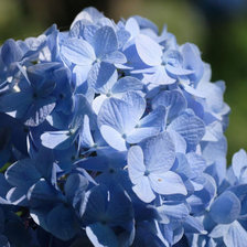 Схема вышивки «ГОРТЕНЗИЯ»