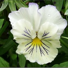 Схема вышивки «анютины глазки»