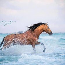 Схема вышивки «galopem przez falę»