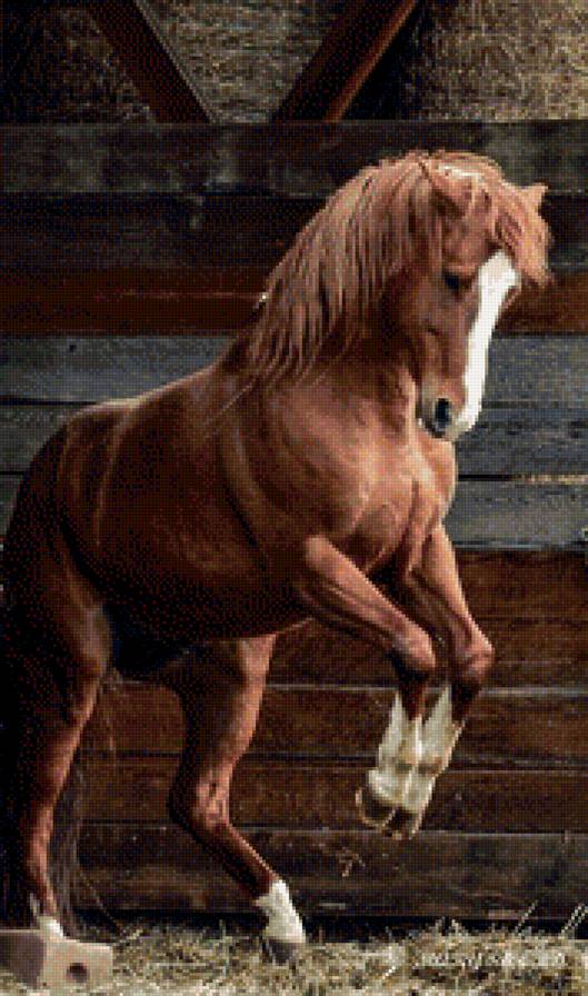 kasztan - kasztan - предпросмотр