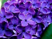 Схема вышивки «сирень цветы»