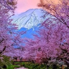 Схема вышивки «цветущая сакура»