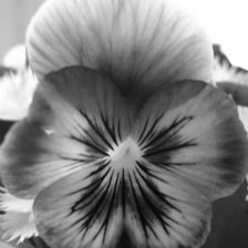 Схема вышивки «анютки»