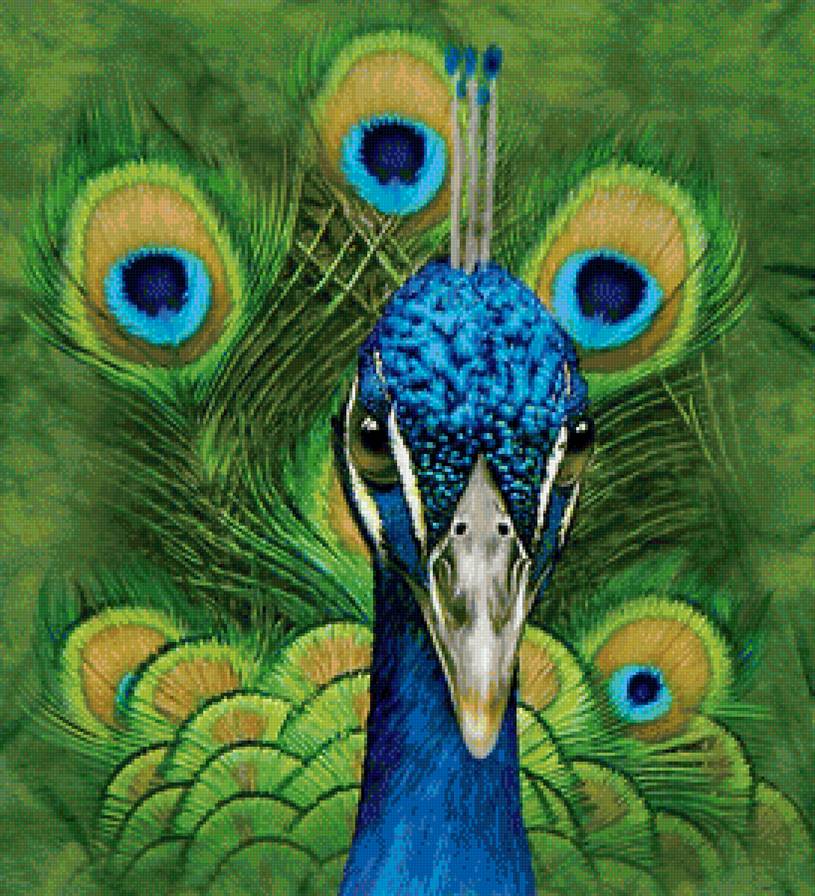 экзотические птицы - павлины, павлин, птицы - предпросмотр