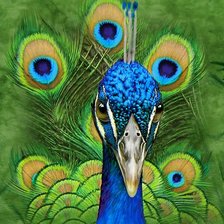 Схема вышивки «экзотические птицы»