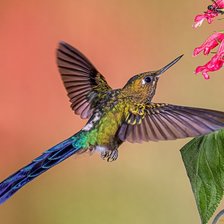 Схема вышивки «колибри»