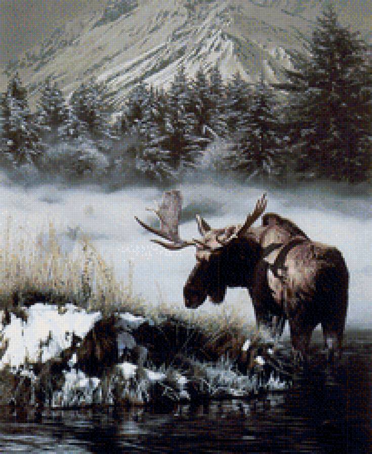 Лось - лось - предпросмотр