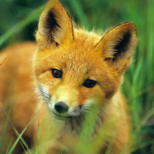 Схема вышивки «Лисенок»