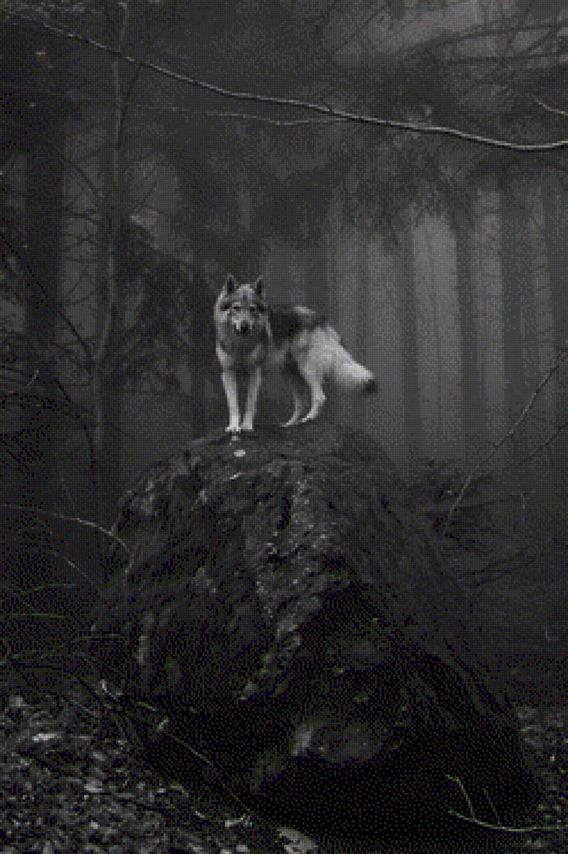 белый волк - волки, звери - предпросмотр