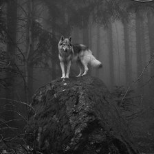 Схема вышивки «белый волк»