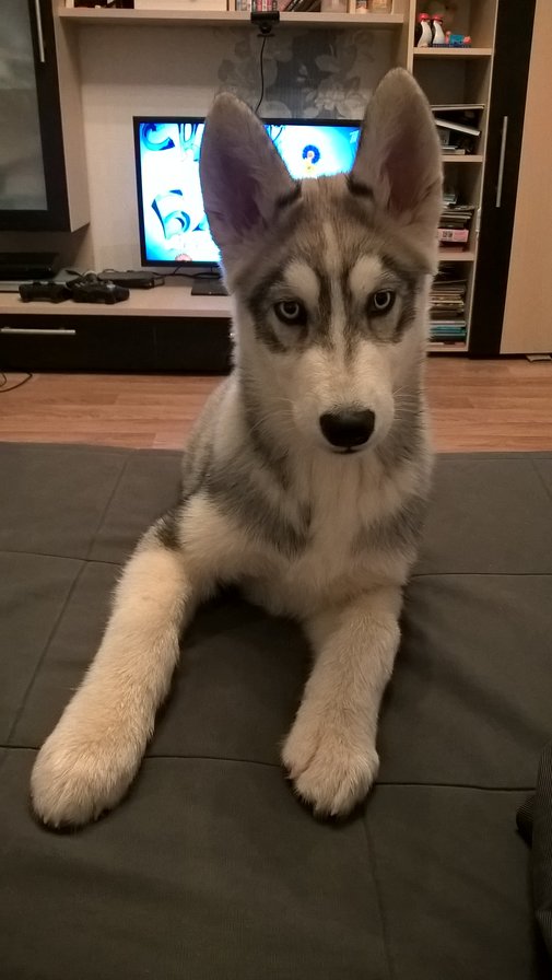 Фокс - хаски - оригинал