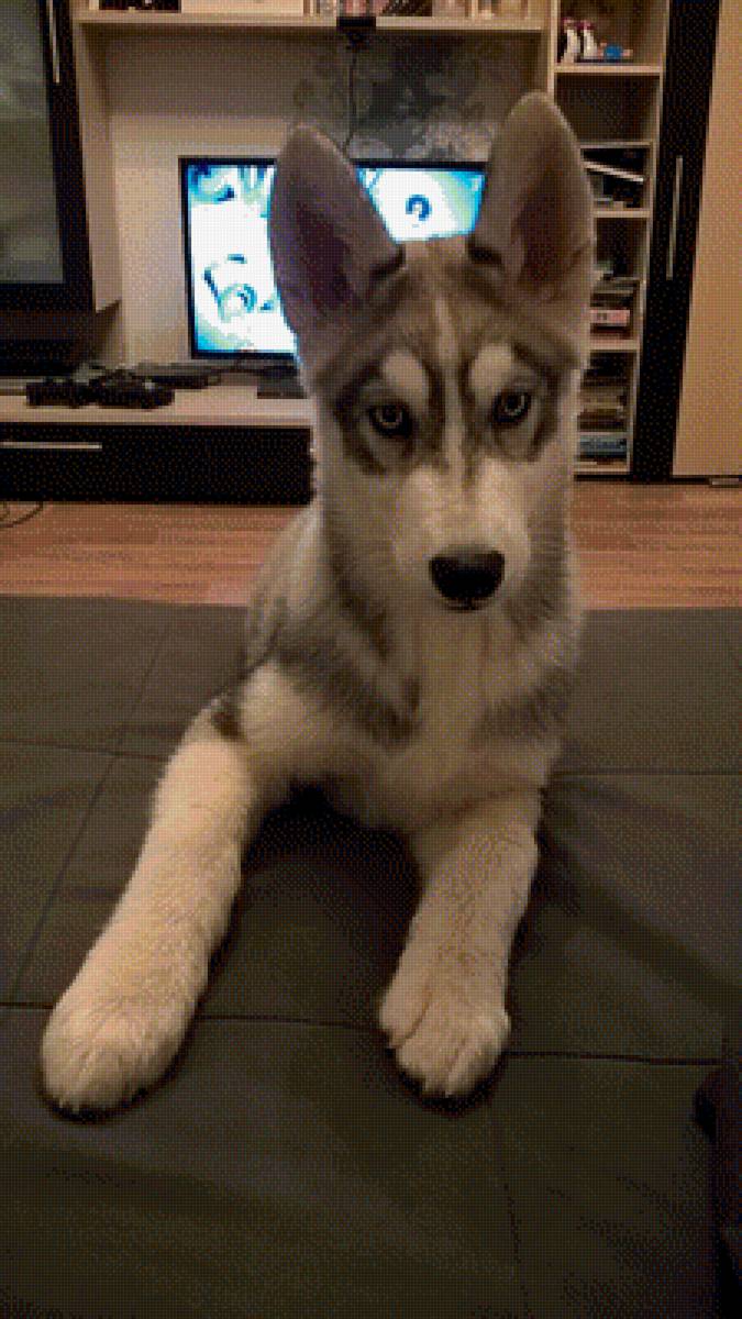 Фокс - хаски - предпросмотр