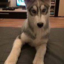 Схема вышивки «Фокс»