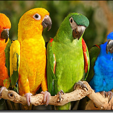 Схема вышивки «попугайчики»